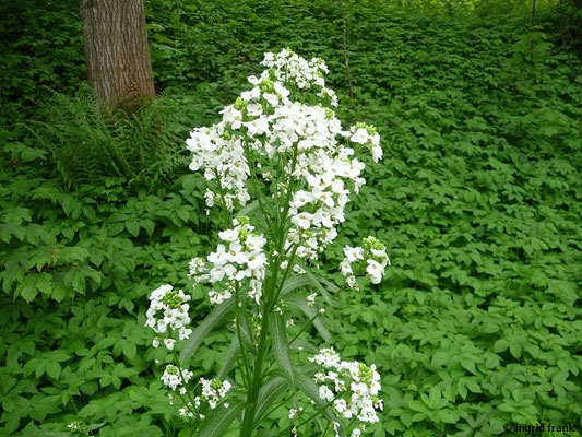 Armoracia rusticana - Meerrettich
