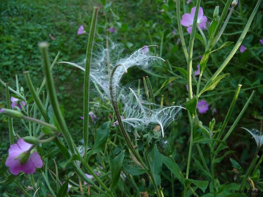 Epilobium hirsutum / Zottiges Weidenröschen   (10.09.2016; Parc de Schoppenwihr)