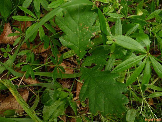 Quercus robur / Stiel-Eiche    V