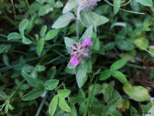 Clinopodium vulgare / Gewöhnlicher Wirbeldost  (28.06.2024; Steiermark, Ramsau)