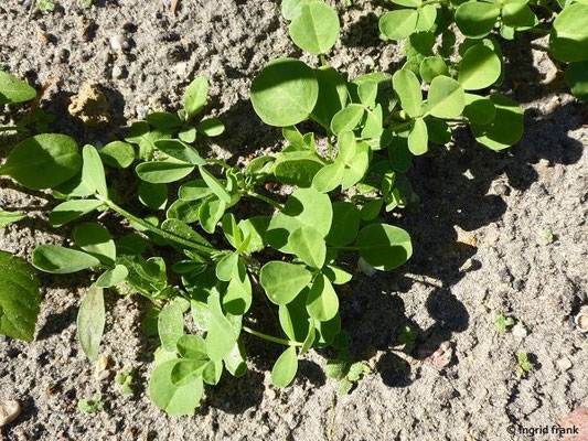 Trigonella spec. (55 Arten) (06.05.2018; Botanischer Garten Universität Potsdam)
