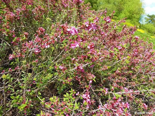 Prunus prostrata -  Niederliegende Kirsche    IV-V