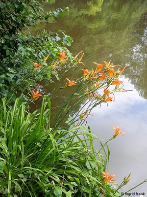 Hemerocallis fulva / Gelbrote Taglilie