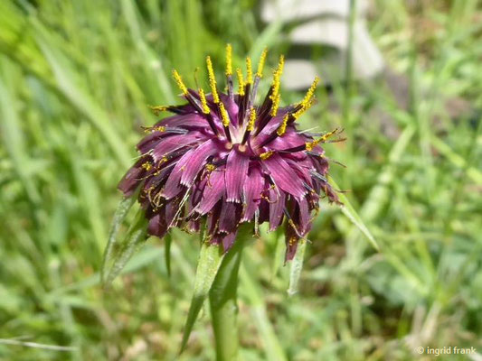 Tragopogon porrifolius - Haferwurz