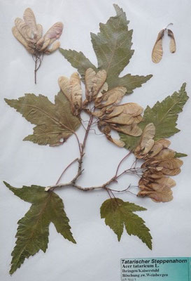 Acer tataricum / Tatarischer Steppen-Ahorn   (07/2012; Ihringen am Kaiserstuhl)    (Herbarium Dr. Wolf v. Thun)