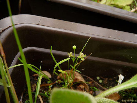Sagina procumbens / Liegendes Mastkraut    V-IX