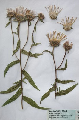 Inula salicina / Weidenblättriger Alant   (04/2007; Kenzingen, Schwarzwaldvorberge)  (Herbarium Dr. Wolf von Thun)