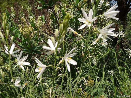 Anthericum liliago / Astlose Graslilie   (Botanischer Garten Leipzig)