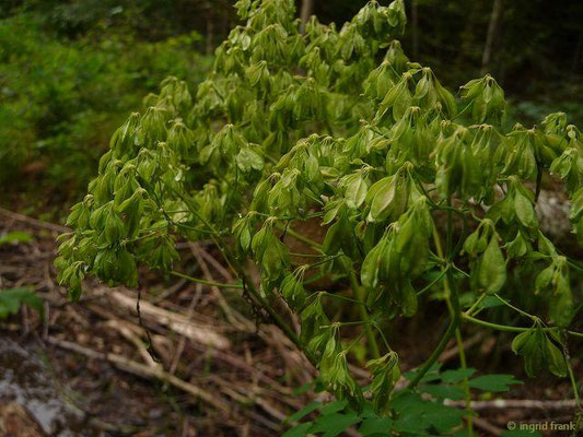 Thalictrum aquilegiifolium / Akeleiblättrige Wiesenraute (04.07.2014; an der Argen bei Ratzenried)
