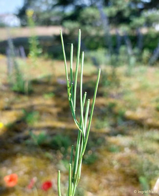Turritis glabra / Turmkraut