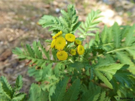 Tanacetum vulgare / Rainfarn
