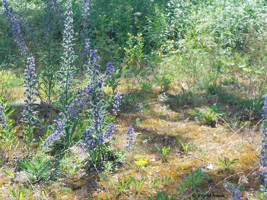 Echium vulgaris / Gewöhnlicher Natternkopf