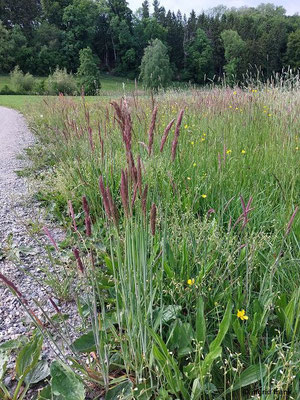 Holcus lanatus / Wolliges Honiggras