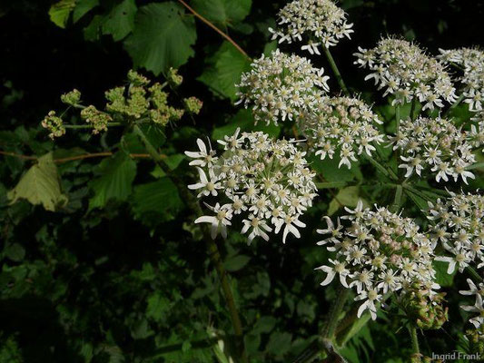 Heracleum sphondylium / Gewöhnlicher Bärenklau, Wiesen-Bärenklau    VI-IX