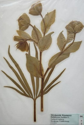 Helleborus foetidus / Stinkende Nieswurz   (04/2005; Sasbach/Limberg) (Herbarium Dr. Wolf v. Thun)