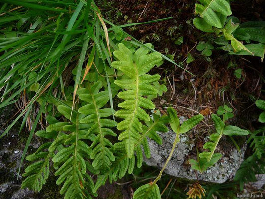 Polypodium vulgaris / Gewöhnlicher Tüpfelfarn, Engelsüß