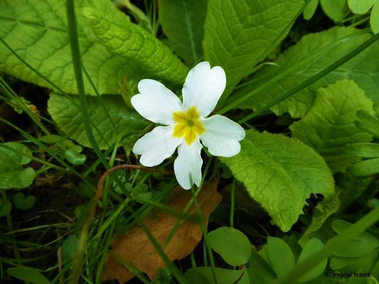 Primula vulgaris / Schaftlose Primel    II-V