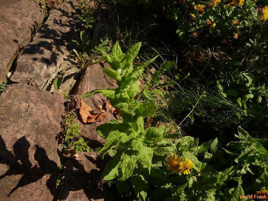 Pulicaria dysenterica / Großes Flohkraut    (08.09.2012; Neckarufer in Neckarsteinach)