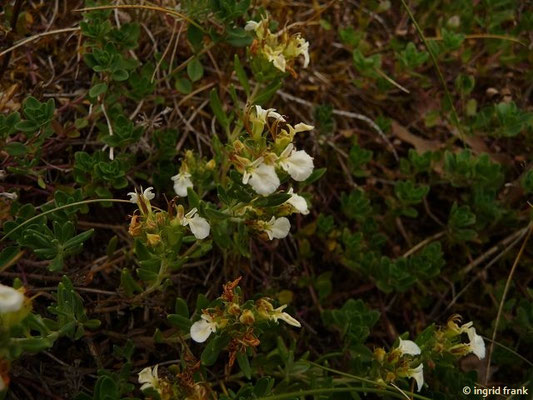 Teucrium montanum / Berg-Gamander    VI-IX  