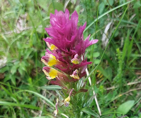Melampyrum arvense / Acker-Wachtelweizen  (03.06.2025; NSG Haarberg - Wasserberg)