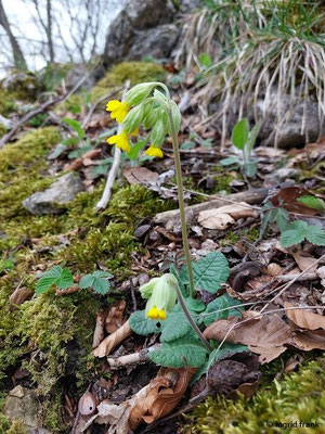 Primula veris / Wiesen-Schlüsselblume
