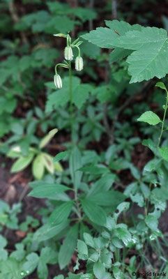 Lilium martagon / Türkenbund-Lilie  (03.06.2025; NSG Haarberg-Wasserberg, Landkreis Göppingen)
