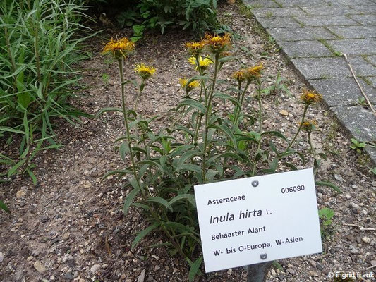 Inula hirta / Rauhaariger Alant (11.06.2016; Botanischer Garten Universität Heidelberg)