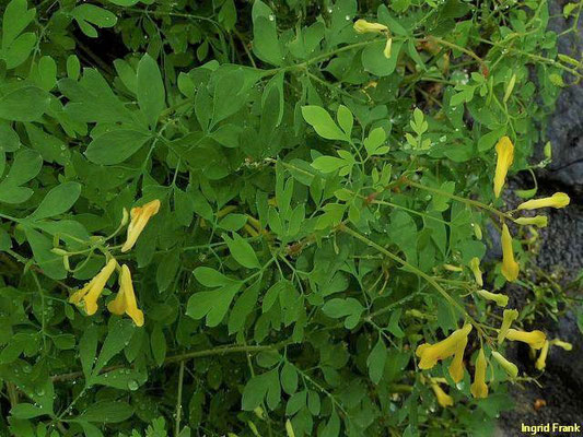 Pseudofumaria lutea / Gelber Scheinerdrauch    V-X