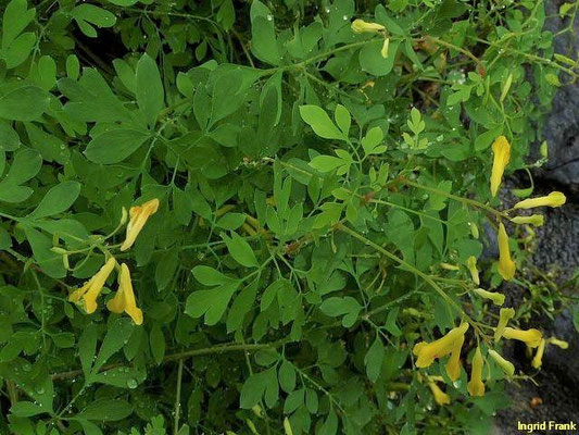 Pseudofumaria lutea / Gelber Scheinerdrauch    V-X