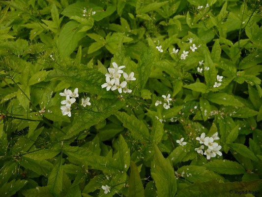 Cardamine yezoensis (05.05.2014; Botanischer Garten Berlin)