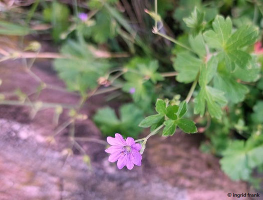 Geranium pyrenaicum / Pyrenäen-Storchschnabel    (17.08.2023; Ruine Schauenburg bei Dossenheim)