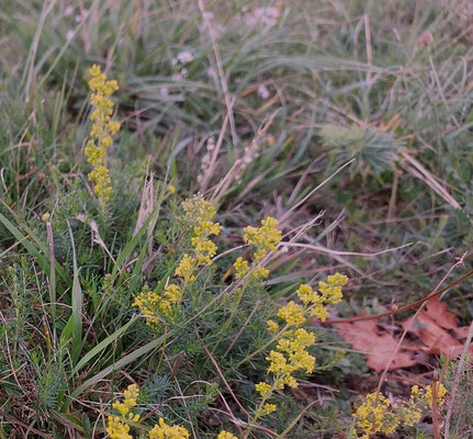 Galium verum / Echtes Labkraut