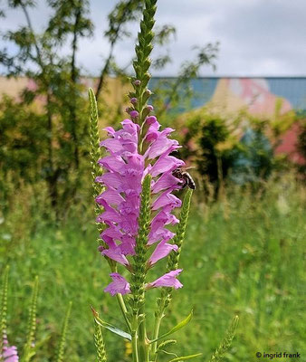 Physostegia virginiana / Gelenkblume
