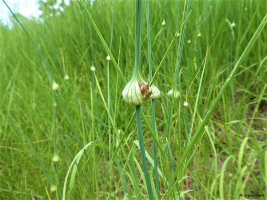 Allium oleraceum / Kohl-Lauch