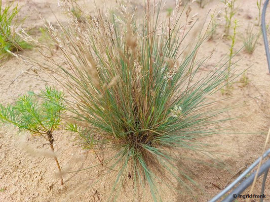 Corynephorus canescens / Graues Silbergras   (15.07.2023; NSG Sandhausener Düne, Zugmantel-Bandholz)