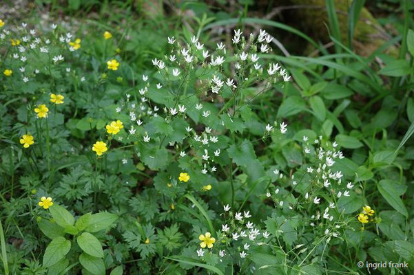 Saxifraga rotundifolia / Rundblättriger Steinbrech   (18.06.2023; Ulmerthal)