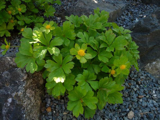 Hacquetia epipactis (06.05.2016; Botanischer Garten Adorf im Vogtland)