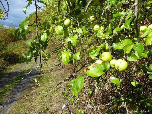 Malus spec. (30-50 Arten)