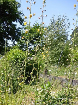 Verbascum blattaria / Schaben-Königskerze  (20.06.2022; Botanischer Garten der Universität Konstanz)