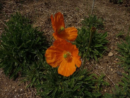 Papaver atlanticum - Atlas-Mohn, Marokko-Mohn (Botanischer Garten Dresden)