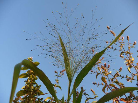 09.09.2013-Panicum capillare - Haarästige Hirse