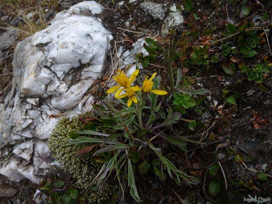 Senecio incanus ssp. carniolicus / Krainer Greiskraut