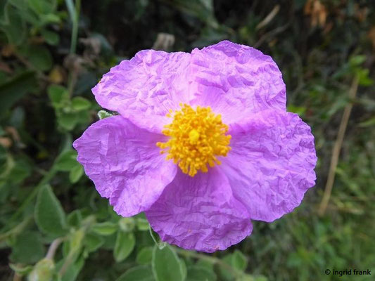 Cistus albidus / Weißliche Zistrose    (29.04.2019; Italien, An der Etruskischen Riviera bei Rosignano)