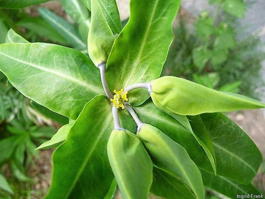 Euphorbia lathyris / Kreuzblättrige Wolfsmilch