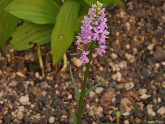 Dactylorhiza fuchsii / Fuchs-Fingerwurz    (Botanischer Garten Leipzig)