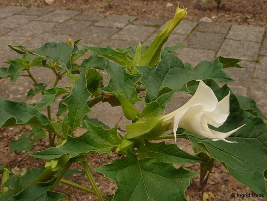 Datura stramonium / Weißer Stechapfel  (11.06.2016; Botanischer Garten Universität Heidelberg)