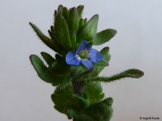 Veronica arvensis / Feld-Ehrenpreis