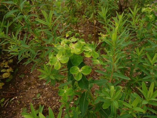 Euphorbia palustris / Sumpf-Wolfsmilch
