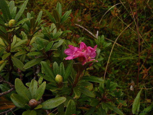 Rhododenron ferrugineum / Rostblättrige Alpenrose