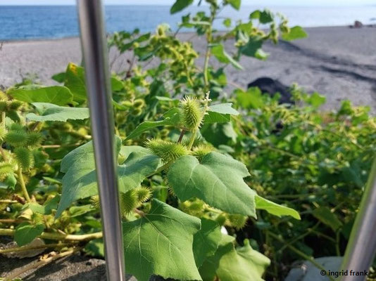 Xanthium orientale - Italienische Spitzklette